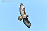 05-04-2023 Breda - Een flinke buizerd zweeft op de thermiek boven de Haagse Beemden. De  roofvogel speurt van grote hoogte naar een prooi. - Fotokrant